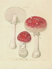 Postcard Jean-Jacques Paulet Mushroom Art Botanical Drawing 1896 MNT picture