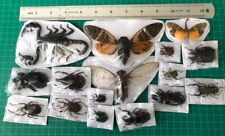 15 Real Beetle Scorpion Cicada Insect Collection Display Gothic Decoration picture