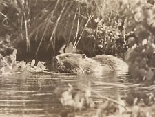 Vintage RPPC Canadian Pacific Railway Co Postcard Beaver in Dam Banff Canada picture