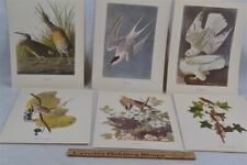 antique bird prints 9 x 12 colored lot 6 flowers and berries original  picture