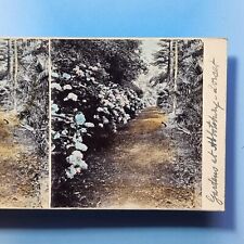 Abbotsbury Stereoview 3D C1895 Real Photo Garden Trail Flower Hand Tinted Dorset picture