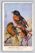 Baltimore Oriole, Birds, Animals, Antique, Vintage c1946 Postcard picture