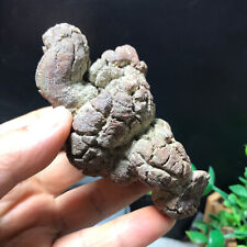 192g Top Best Rare dinosaur dung coprolite Poop Specimen from Madagascar 216 picture
