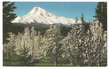 Mt. Hood Oregon c1940's Hood River Valley, pear orchard, Union Pacific Railroad picture