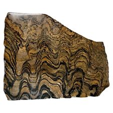 Waved Fossil Stromatolite Polished Slab 3.9