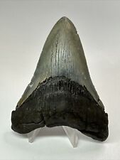 Megalodon Shark Tooth 4.37” Natural - Rare Fossil - Real 18117 picture