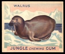 1933 R78 Goudey Gum Jungle Gum #35 Walrus EX/EX+ *AA-1652* picture