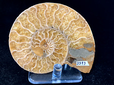 POLISHED AMMONITE WITH STAND -  3 1/4 in.wide picture