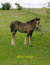 Photo 6x4 Foal at Raspberry Hill Medway estuary An unusually fine little c2012 picture