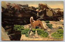 Desert Dust Wild Palomino Stallion Red Desert Art by Verne Wood Wyoming Postcard picture