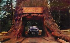 Postcard California Redwood Hwy 1954 Chandelier Drive Thru Roberts 22-13486 picture