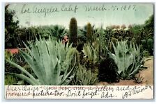 1907 Cactus Garden Westlake Park Los Angeles California Antique Vintage Postcard picture