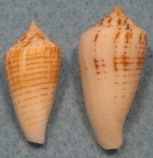 Conus Mucronatus 2 Shells 31+35mm Aliguay Island Dipolog,Philippines picture