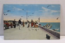 Feeding Gulls and Pelicans on Million Dollar Pier St. Petersburg Florida picture