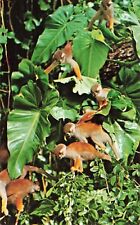 Miami Florida, Monkey Jungle, Playful Monkeys, Vintage Postcard picture