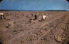 Picking Long Island Potatoes,NY New York Louis Dormand Chrome Postcard Vintage picture