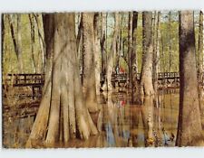 Postcard Natchez Trace Parkway Cypress Swamp Mississippi USA picture