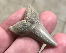 SUUUUPER CHUNKY -LEE CREEK/AURORA- 1.62” x 1.1” Hastalis Mako Shark Tooth Fossil picture