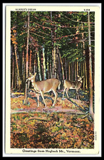Hogback MT VT Deer in the Forest Linen Greetings Postcard                  pc304 picture