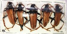 Cerambycidae Mastododera nodicollis 22-27mm A2 from MADAGASCAR - 5pcs - #1830 picture