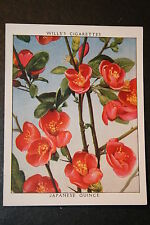 JAPANESE QUINCE  Vintage 1930's Illustrated Botanical Card   picture