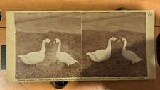 Antique Alexander Gardner Stereoview Geese in The Field C. 1863 picture