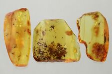 LOT of 3 Fossil Insect Genuine BALTIC AMBER Large Pieces Stones 16.7g 230906-5 picture