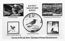 J32/ RMNP Long's Peak Inn Colorado RPPC Postcard c1940s 5View Birds 22 picture