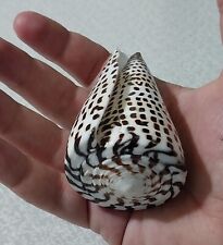 Shell, original, tiger, size 80 mm (3.15 inches), weight 104 grams (0.23 lbs). picture