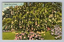 Mango Tree In Florida Vintage Souvenir Postcard picture