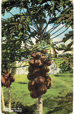 Hawaii - Papaia Fruit Tree, Hawaiian Islands - c1910s Island Curio Co. Postcard picture