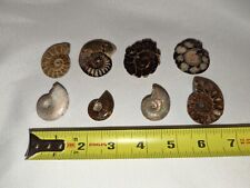 Lot of 8 small  Fossil Ammonites Beautiful Iridescent Ammonites  picture