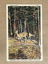 Postcard Manitowish Waters Wisconsin WI Greetings Whitetail Deer Doe Animal PC picture