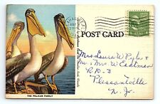 The Pelican Family Ocean Dock Tallahassee Florida Birds Vintage Postcard picture