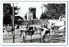 c1940's Deer At Mt. Wilson California CA, Animals RPPC Photo Vintage Postcard picture