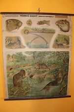 Original vintage zoological pull down school chart of Water vole , A. Kull picture