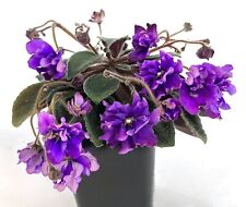 African Violet 'Imp's Billowing Cloak' (SM)--TWO LEAVES picture