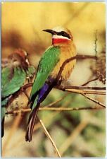 Postcard - White-Fronted Bee Eater picture