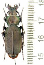 Carabidae  Carabus (Archiplectes) starcki, NW Caucasus picture