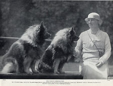 KEESHOND MRS WINGFIELD DIGBY AND HER DOGS LOVELY ORIGINAL 1934 DOG PRINT picture