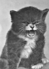 c1907 Cranky Kitten, cat, vintage postcard, I Want My Ma picture