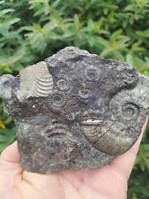 HARPOCERAS DACTYLIOCERAS MULTI AMMONITE WHITBY YORKSHIRE  FOSSIL picture