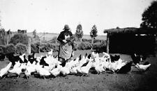 A woman feeding fowls on 'Sunny Hill' farm Carwarp Victoria 1935 OLD PHOTO picture