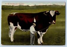 Exaggerated Cow Postcard It Is Atmosphere That Does It Here c190's Antique picture