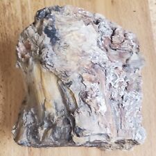 Over 6 1/2 Lb Free Standing Fossil Wood-Beautifully Preserved picture