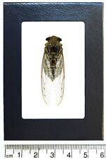 Quesada gigas clearwing unmounted cicada Peru FRAMED picture