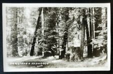RPPC Postcard~ Armstrong Redwoods~ Guerneville, California picture