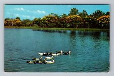 New Orleans LA-Louisiana, City Park Lagoon, Vintage Postcard picture