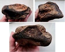 Extremely Rare British Theropod Dinosaur Humerus - Proximal End Bone picture