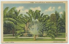 Miami Fl Traveler's Palm 1937 Vintage Postcard Florida Linen picture